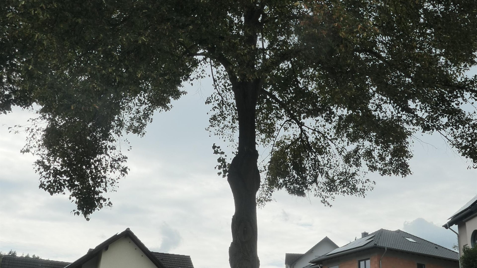 Sängerlinde | © Christian Kuhn, RNT