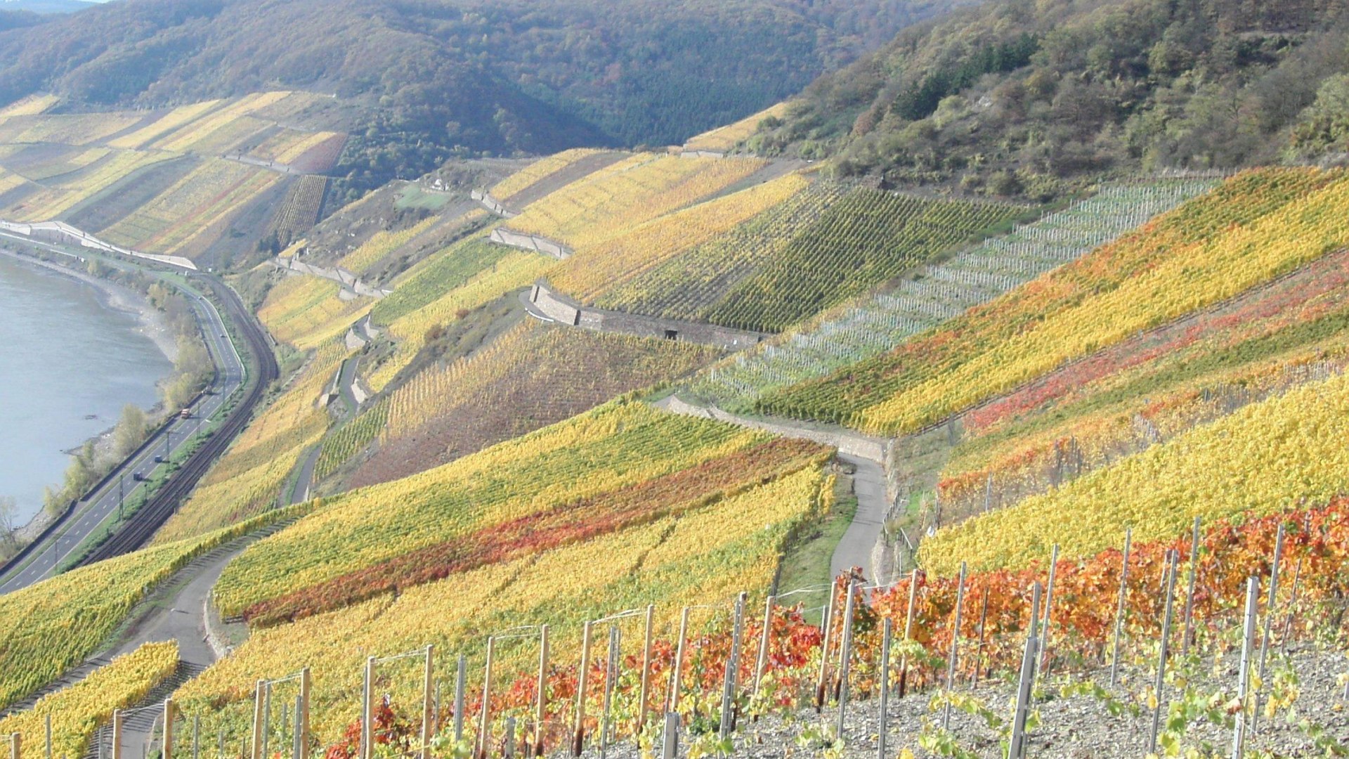 Bopparder Hamm Herbst | &copy; Tourist Information Boppard