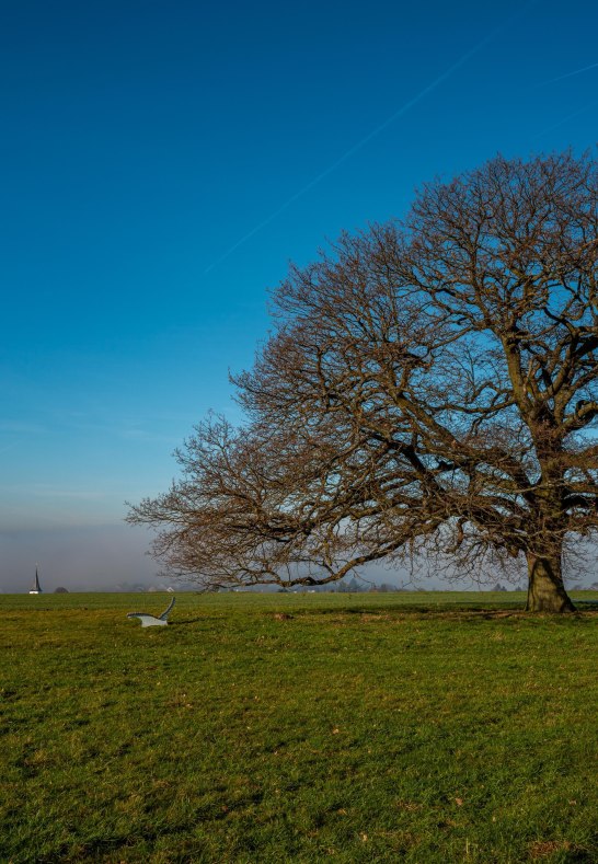 Eiche | © Klaus Breitkreutz
