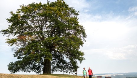 Lahn-Taunus-2019-671-Heiseb&auml;umchen, Dachsenhausen | &copy; Foto: Dominik Ketz / Lahn-Taunus-Touristik e.V., Foto: Dominik Ketz / Lahn-Taunus-Touristik e.V.