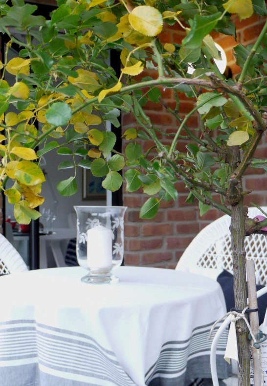 FeWo Rheinhoehe-Andernach - Terrasse | &copy; 2026Vukoja