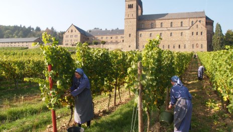 Weinlese | &copy; Vereinigung der Benediktinerinnen zu St. Hildegard