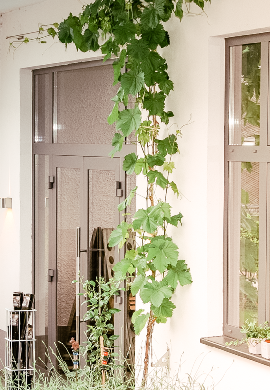 Weingut Weiler im Rheingau | &copy; Weingut Weiler