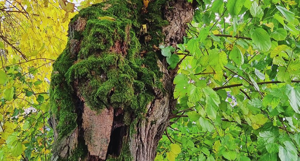 Maulbeerbaum Detail | &copy; G. Sch&auml;fer