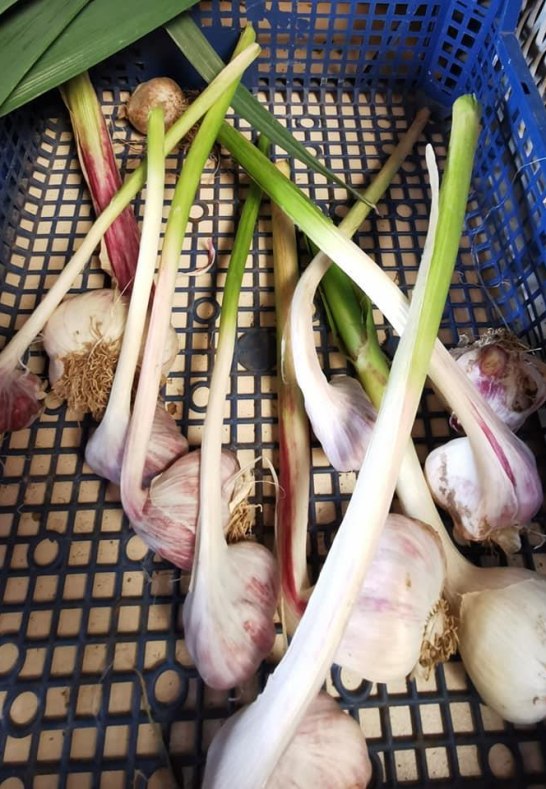 Knoblauch aus eigenem Anbau (Saisonal) | © Familie Kirschhöfer Knoblauch aus eigenem Anbau (Saisonal) | © Familie Kirschhöfer