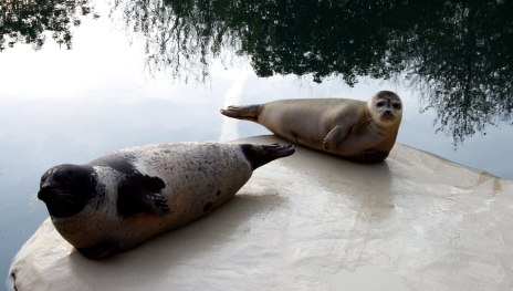 Seehunde im Zoo Neuwied | &copy; Presseb&uuml;ro der Stadt Neuwied
