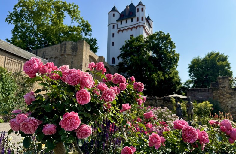 Kurf&uuml;stliche Burg Rosen | &copy; Stadt Eltville am Rhein