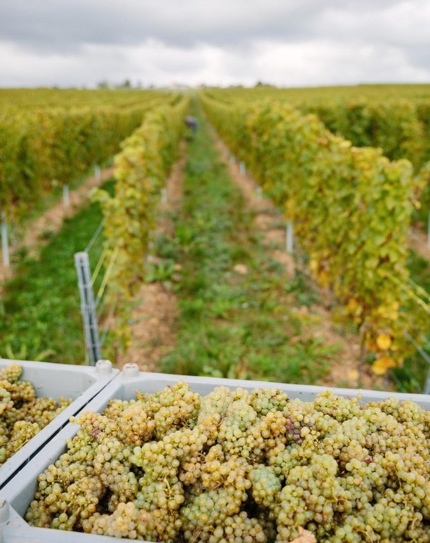 Weingut6 | © Weingut Jakob Jung
