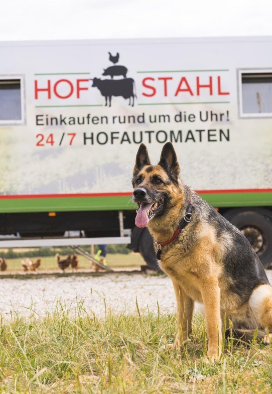 Hund | &copy; Hof Stahl, Dellhofen