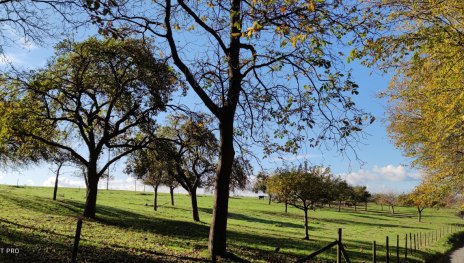 Plateau Liesh&ouml;he | &copy; Sabrina Neihs, Romantischer Rhein Tourismus GmbH