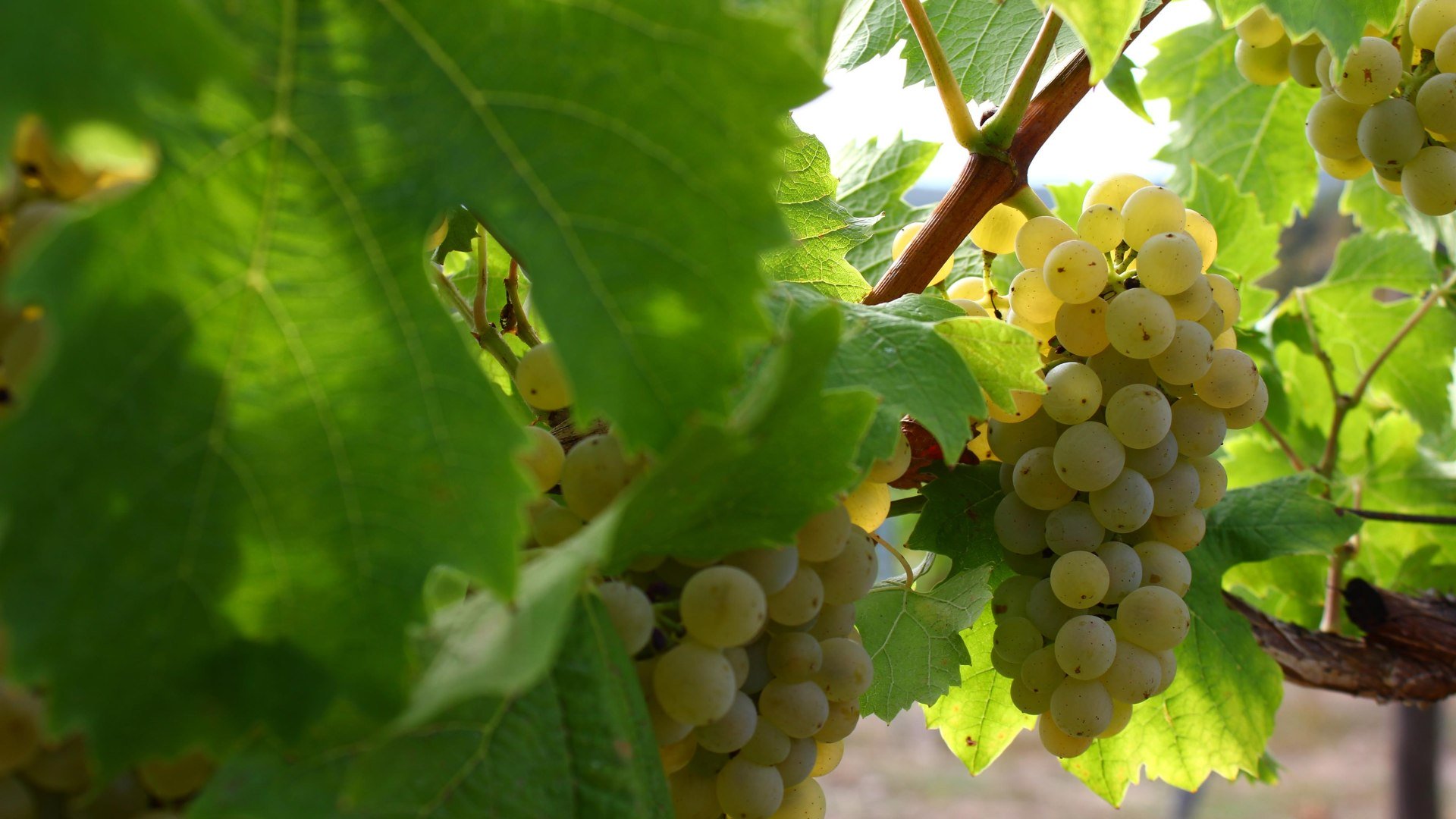 Weinstock | © Koblenz-Touristik GmbH, Johannes Bruchhof Weinstock | © Koblenz-Touristik GmbH, Johannes Bruchhof