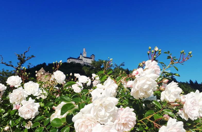 Rosen vor Marksburg | &copy; katharina Schattner