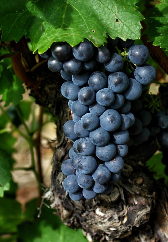 Im Weinberg | &copy; Koblenz Touristik GmbH / Johannes Bruchhof