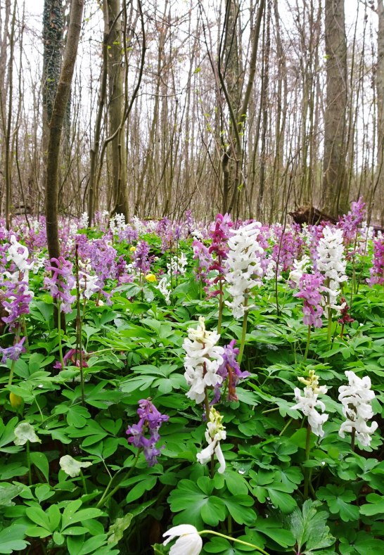 blühender Waldboden | © Naturpark Rhein-Westerwald blühender Waldboden | © Naturpark Rhein-Westerwald