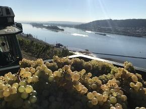 Trauben Rhein 290 | © Weingut Allendorf