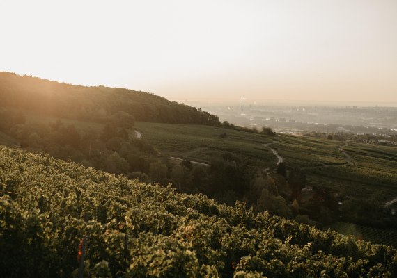 Ausblick Weinbergshaus by Diefenhardt | © Weingut Diefenhardt Ausblick Weinbergshaus by Diefenhardt | © Weingut Diefenhardt