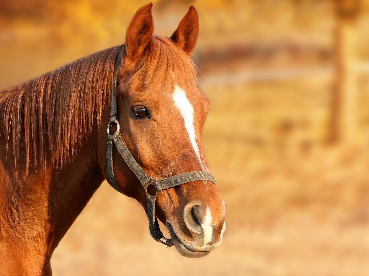 Pferd | &copy; Pixabay