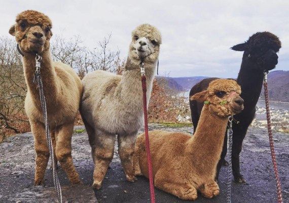 Mittelrhein Alpakas | &copy; Mittelrhein Alpakas