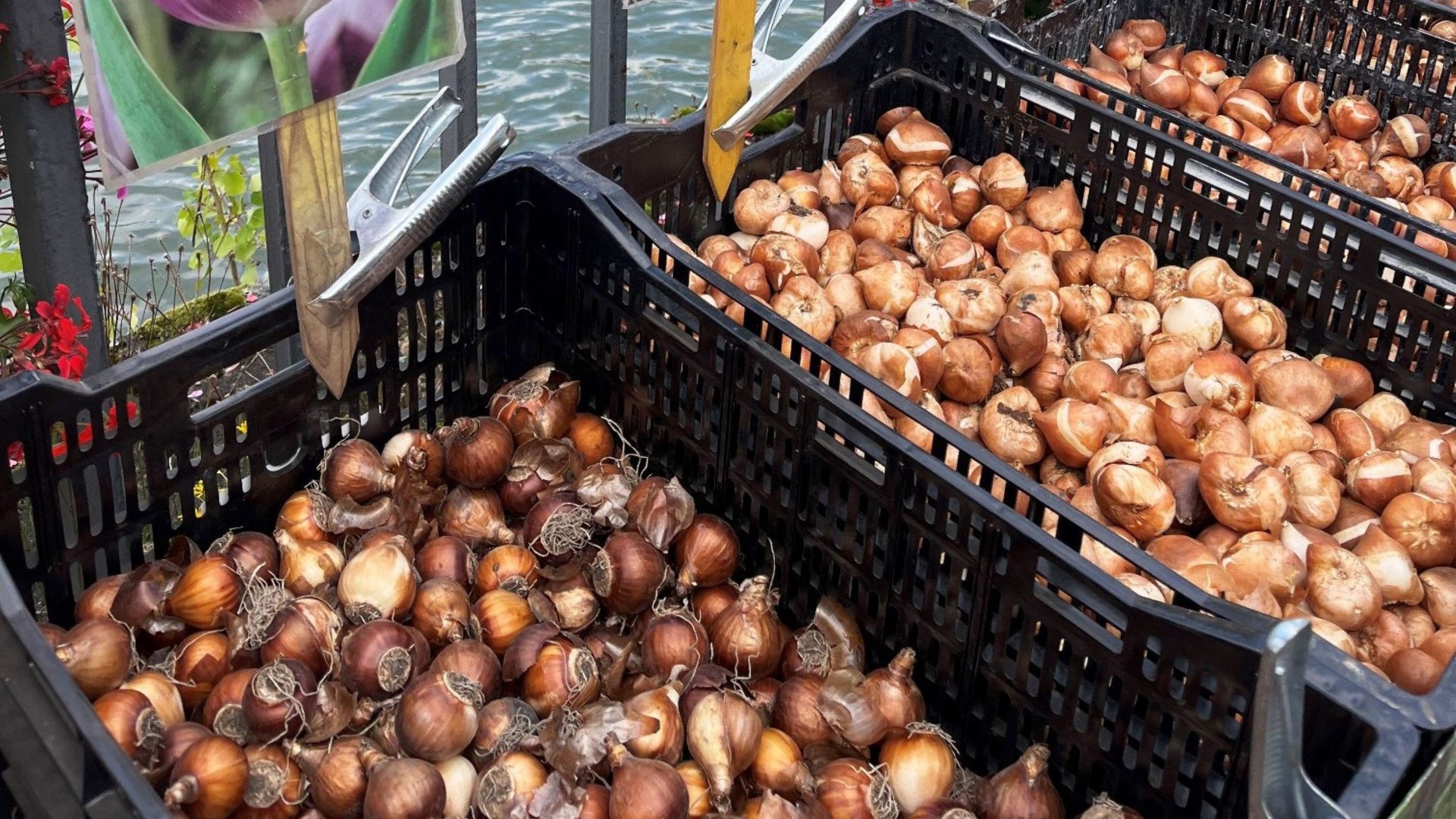 Zwiebelmarkt | © Tourist Info Zwiebelmarkt | © Tourist Info