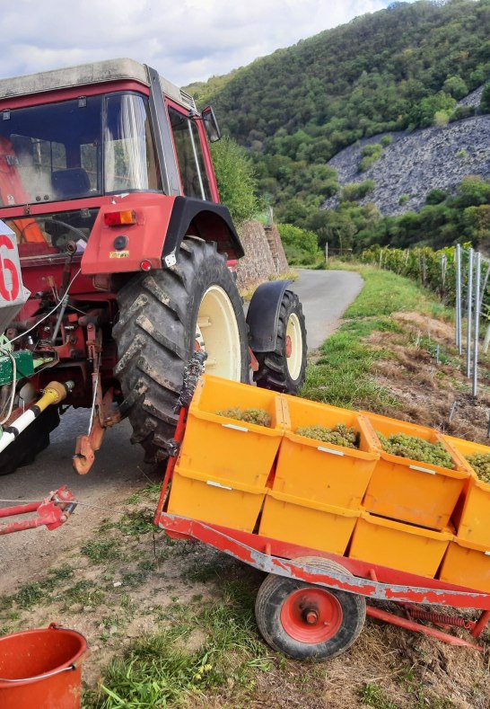 Weinberg Lese | © Bahles Weinberg Lese | © Bahles