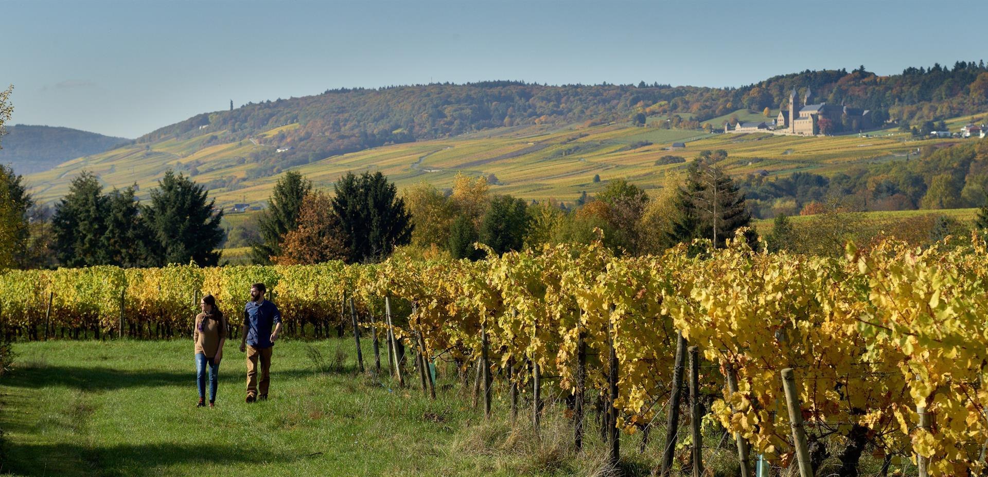 Weinberg | &copy; Weingut Trinks Trinks