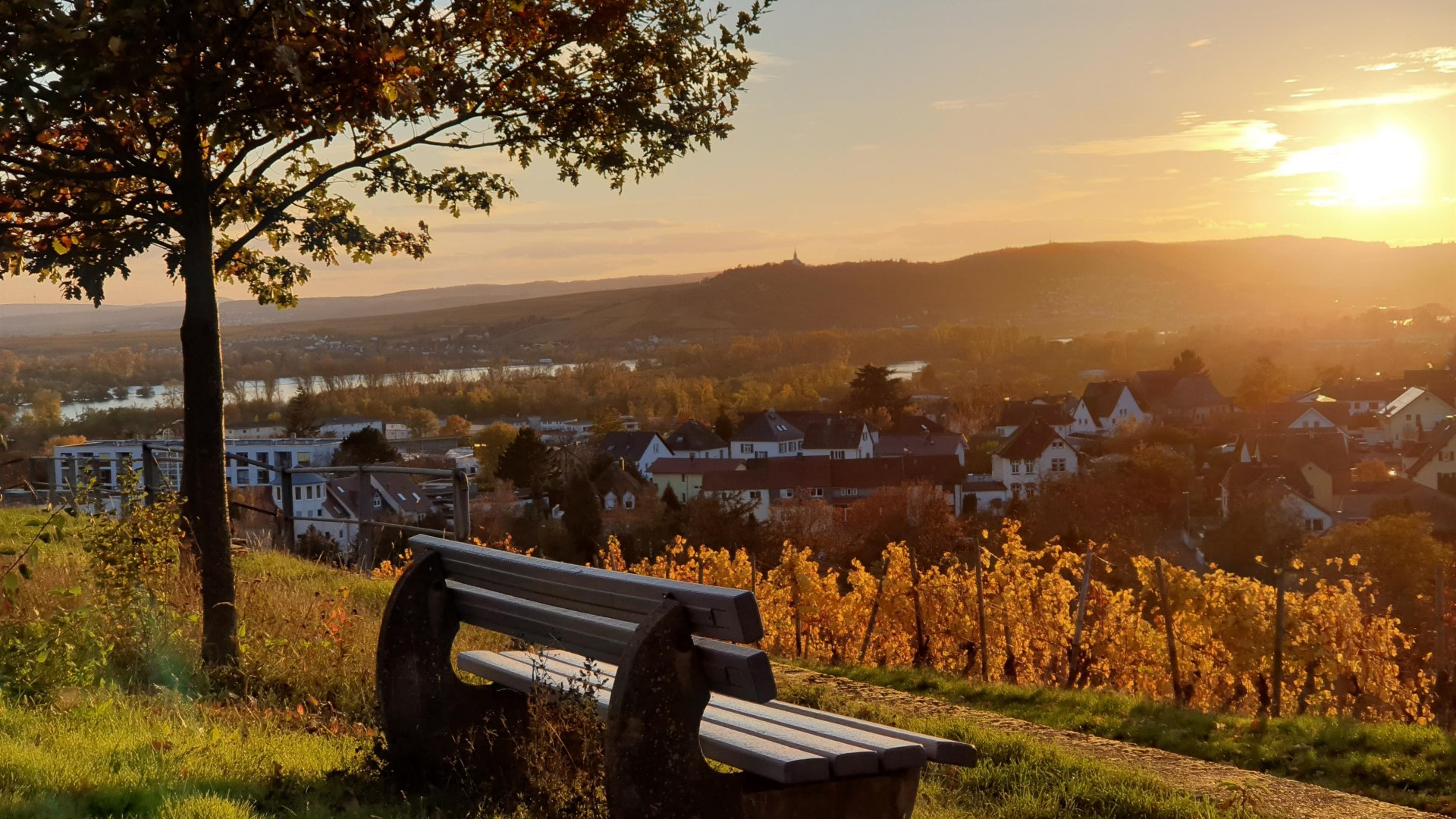 Blick vom Rothenberg | © Hochschulstadt Geisenheim Blick vom Rothenberg | © Hochschulstadt Geisenheim