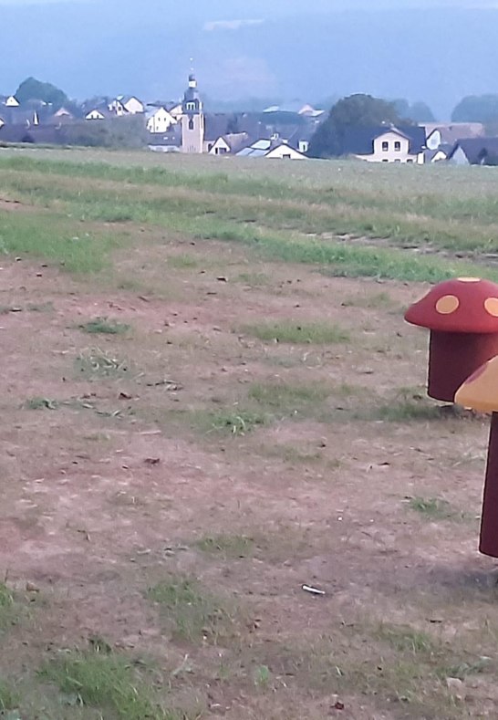 Pilze mit Taunusblick | &copy; T. Biersch