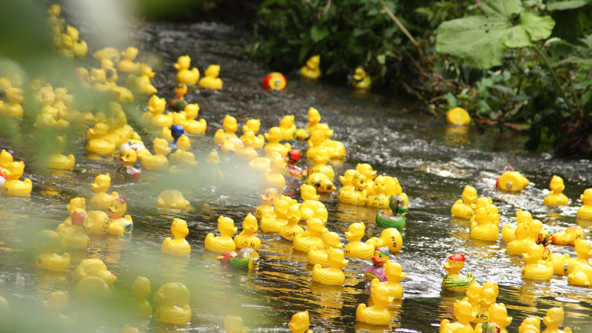 Entenrennen 2026 | &copy; Thomas Wagner