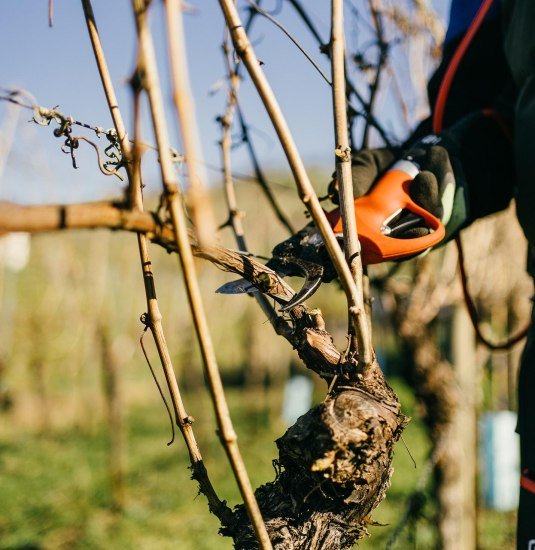 2023-02_HoR_DomaeneBergstrasse-03491 kleiner | © Vinothek Kloster Eberbach 2023-02_HoR_DomaeneBergstrasse-03491 kleiner | © Vinothek Kloster Eberbach