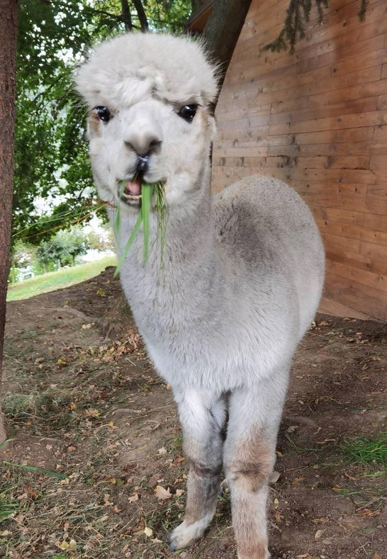 Alpakas Bad Salzig | © Mittelrhein Alpakas Alpakas Bad Salzig | © Mittelrhein Alpakas