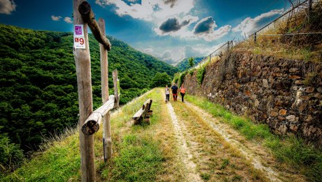 Traumschleife Schwede-Bure - in den Weinbergen | &copy; www.bogenschuss.de, Tourist-Info Hunsr&uuml;ck-Mittelrhein - Zentrum am Park