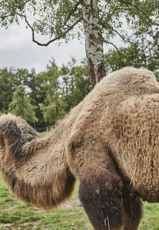 Alpakas und Lamas | &copy; HA Hessen Tourismus, Roman Knie