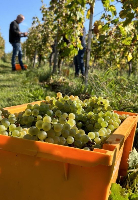 Weintrauben | © Weingut Friesenhahn Weintrauben | © Weingut Friesenhahn