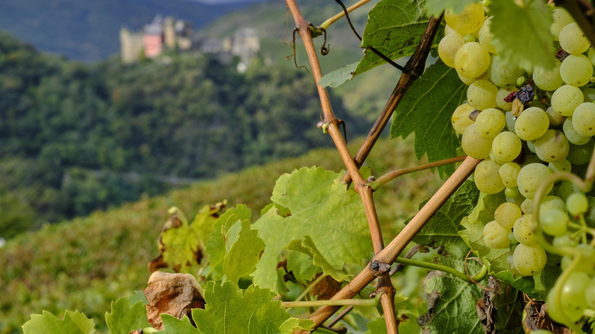 Traubenlese | &copy; Stefan Sobotta