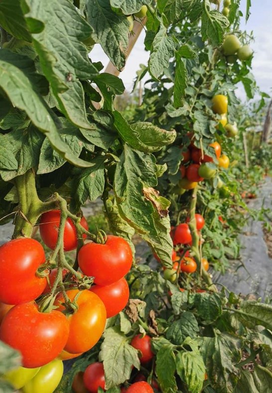 Saftige Tomaten (Saisonal) | © Familie Kirschhöfer Saftige Tomaten (Saisonal) | © Familie Kirschhöfer