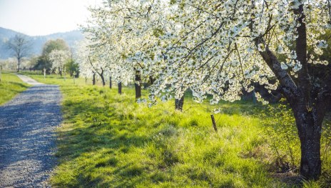 Bl&uuml;tenmeer | &copy; Henry Tornow, Romantischer Rhein Tourismus GmbH