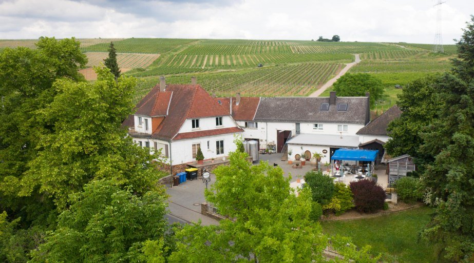Weingut Jonas Vogelperpesktive | &copy; Silvia Jonas