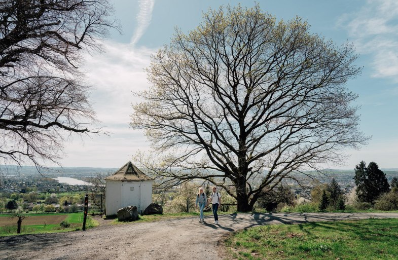 Lindenb&auml;umchen Feldkirchen | &copy; Zimpfer_Photography