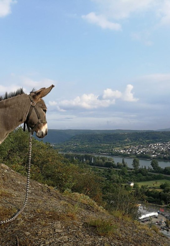 Eselwanderung | © Forstmühle Eselwanderung | © Forstmühle