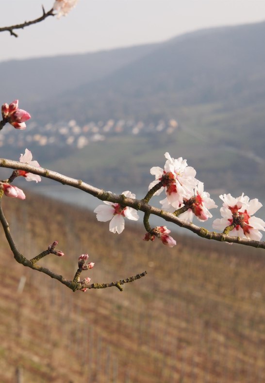 Mandelbl&uuml;te im Rheingau | &copy; G&auml;stehaus R&ouml;&szlig;ler