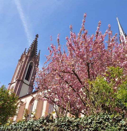 DOM | &copy; Hochschulstadt Geisenheim