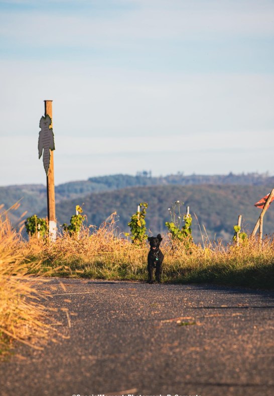 Weinlehrpfad | &copy; Samanta Hammer