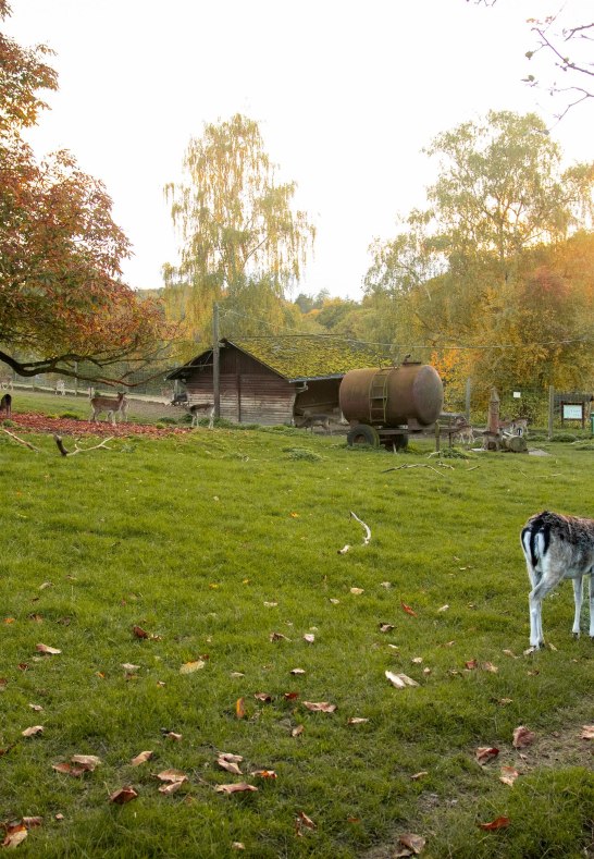 Reh. | © Johannes Bruchhof Reh. | © Johannes Bruchhof