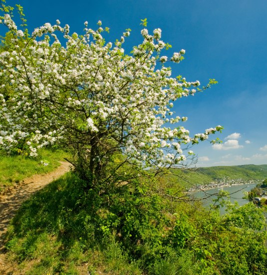 Filsener Ley | &copy; Dominik Ketz / Romantischer Rhein Tourismus GmbH