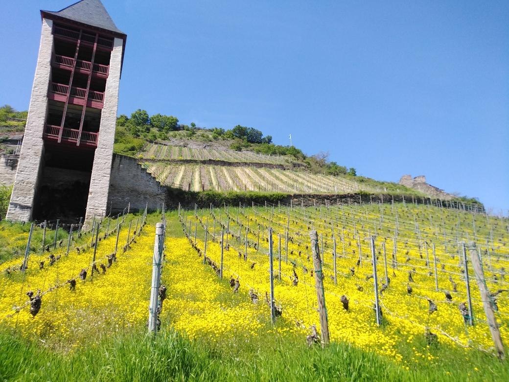 Weinbergslage Bacharacher Posten | &copy; RNT, S. Bohr