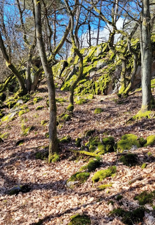 Kuckucksnacks b | &copy; E. Bender