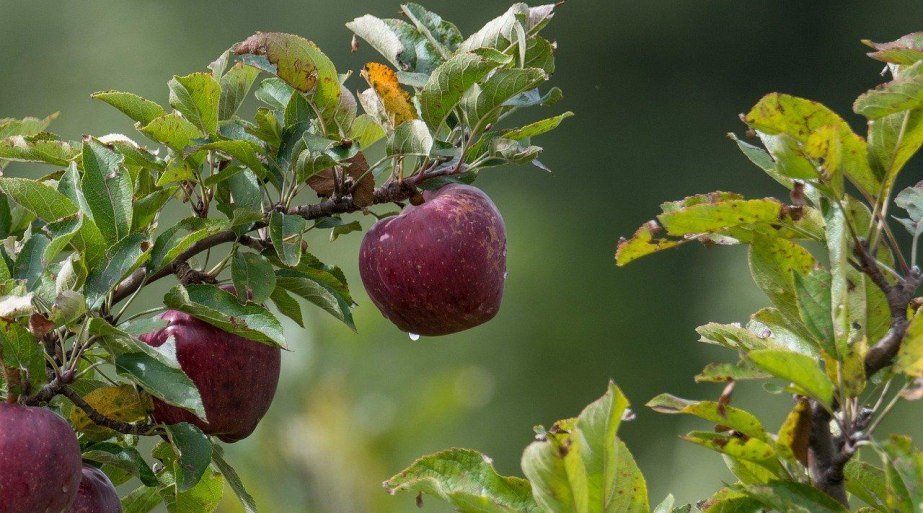 Obst | © Pixabay Obst | © Pixabay