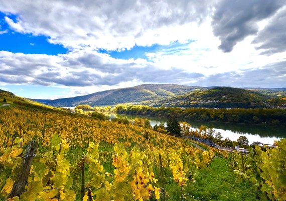 Goldener Herbst am Rhein, in den Weinbergen | &copy; Hotel im Schulhaus