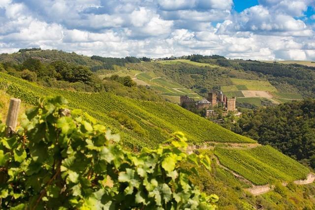 Weinberg | &copy; PIELmedia, Weingut Lanius-Knab