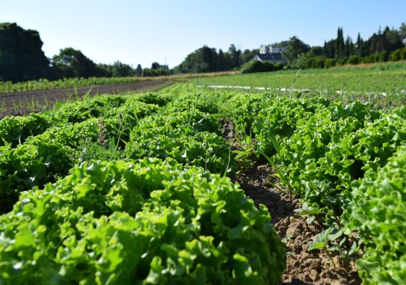 2 | &copy; Katringer Gr&uuml;nzeug eG